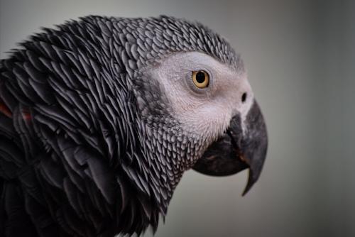 Най-умните папагали - Жако